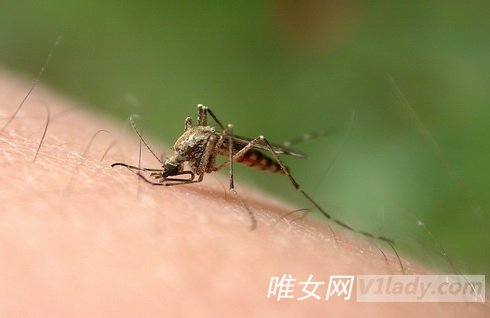 蚊子喜欢叮咬什么血型的人？为什么？