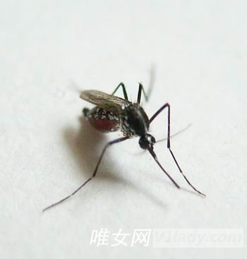 蚊子喜欢叮咬什么血型的人？为什么？