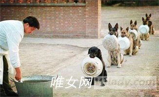 警犬排队吃饭图片展示